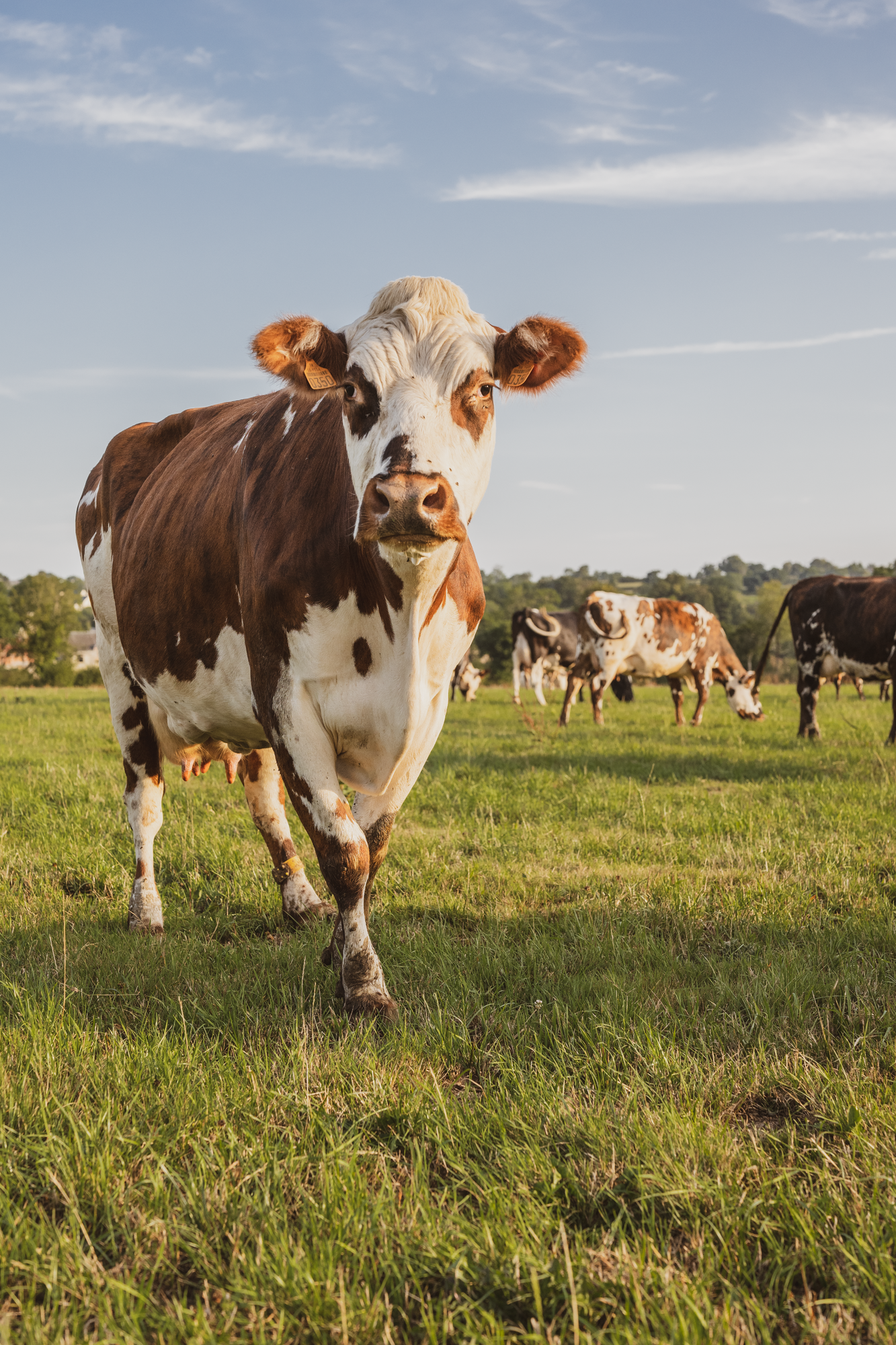 BRA048555_cow_portrait_with_he.png